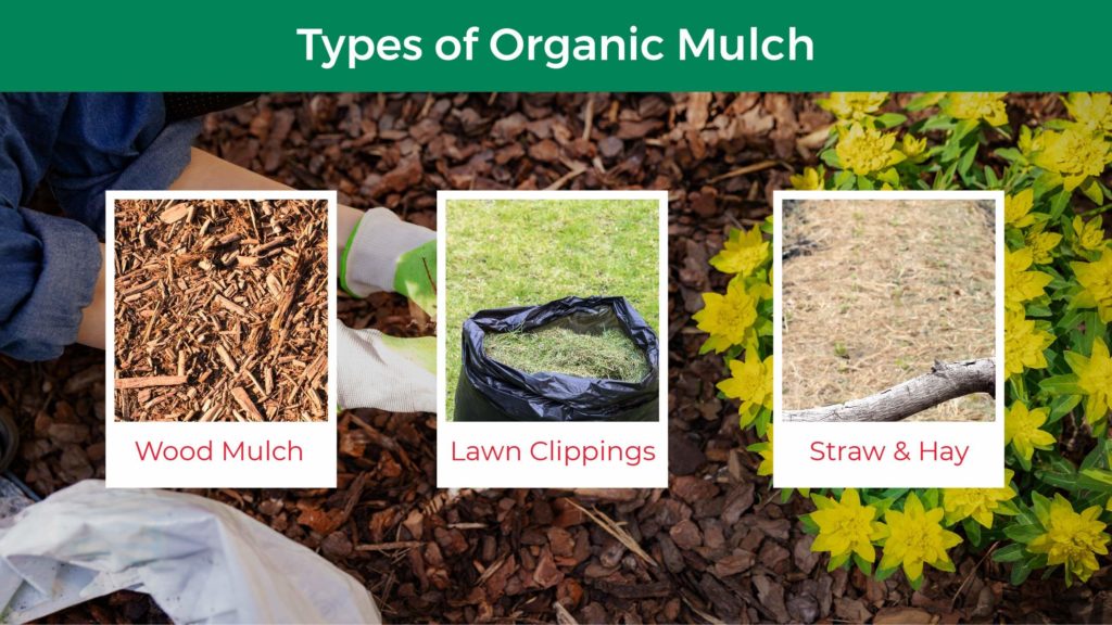 Three types of organic mulch: wood mulch, lawn clippings, and straw and hay