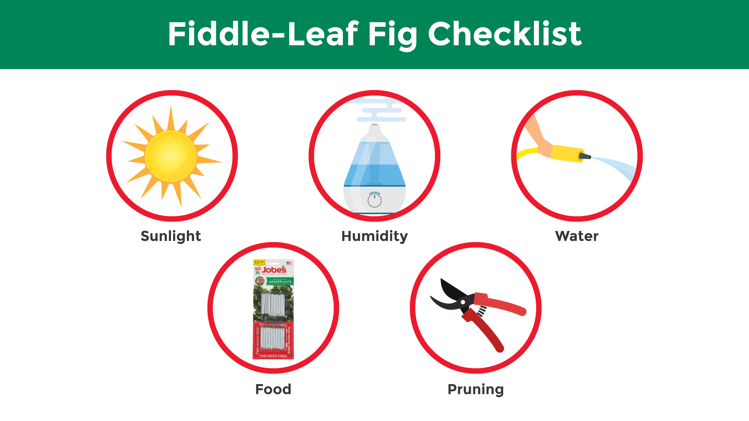 Illustration featuring a checklist of the best steps for a flourishing fiddle-leaf fig. 