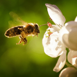 Bee hovering in front of a white flower.