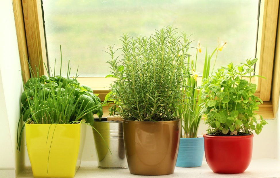 Do Herbs Need Special Food to Thrive?