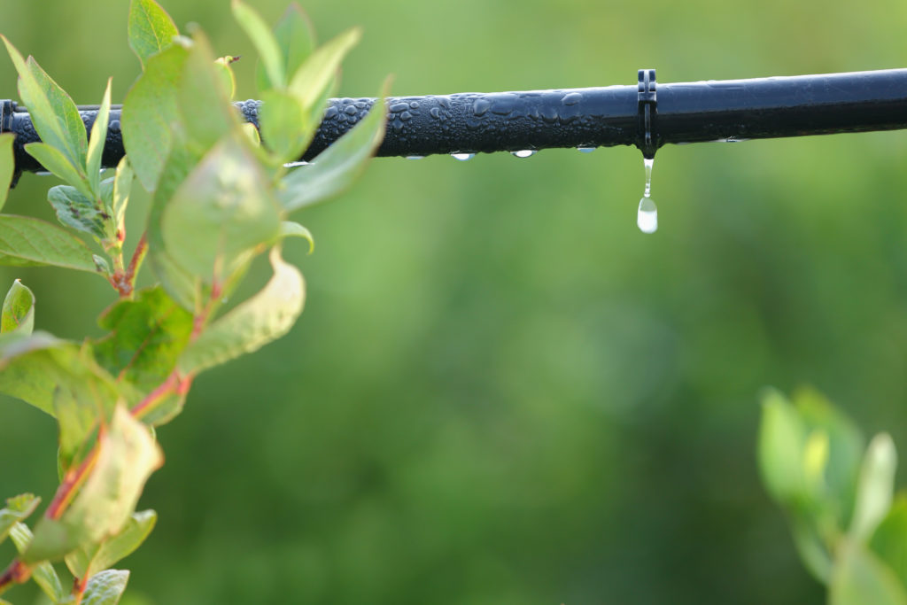 Infographic: Setting Up a Home Drip Irrigation System