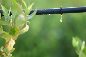 Infographic: Setting Up a Home Drip Irrigation System