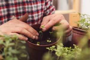 How Often Do I Need to Water and Fertilize Indoor Tomato Plants?