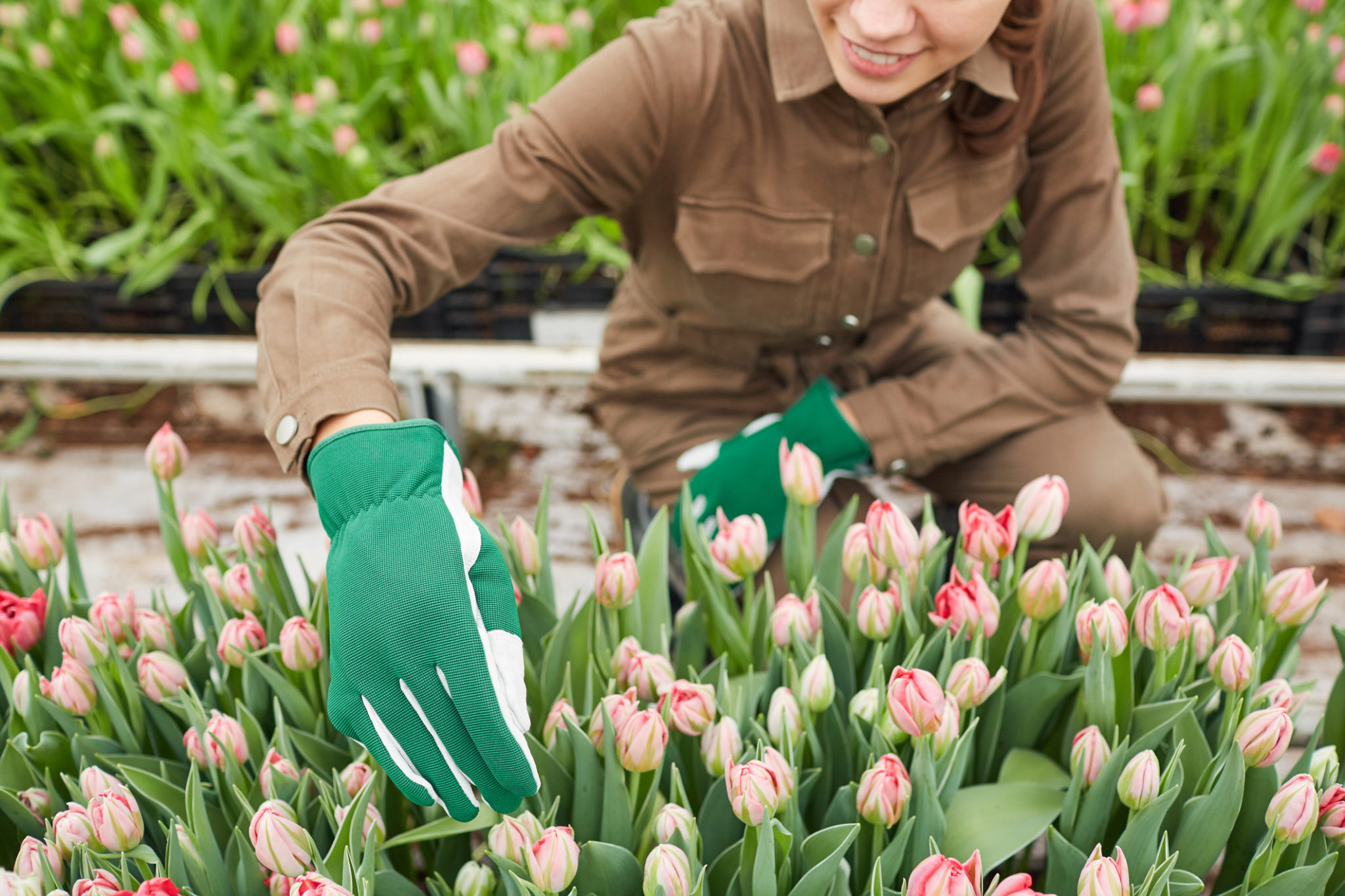 what-does-bone-meal-do-for-your-garden-jobe-s-company