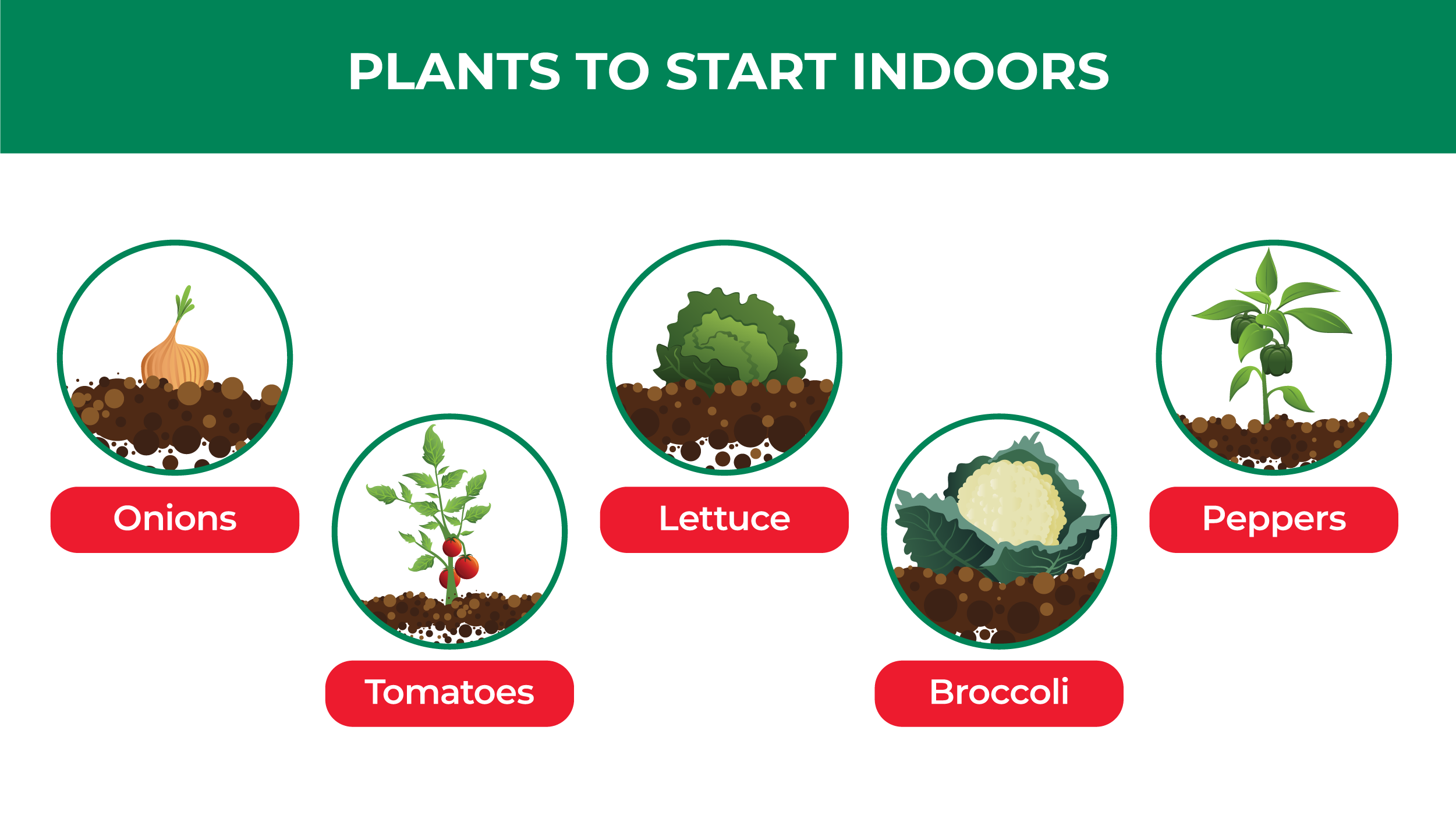 plants to start indoors