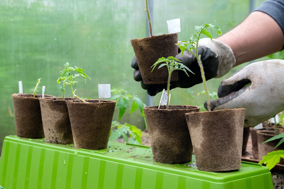 Transplanting vs. Direct Sowing Seeds: Benefits of Each