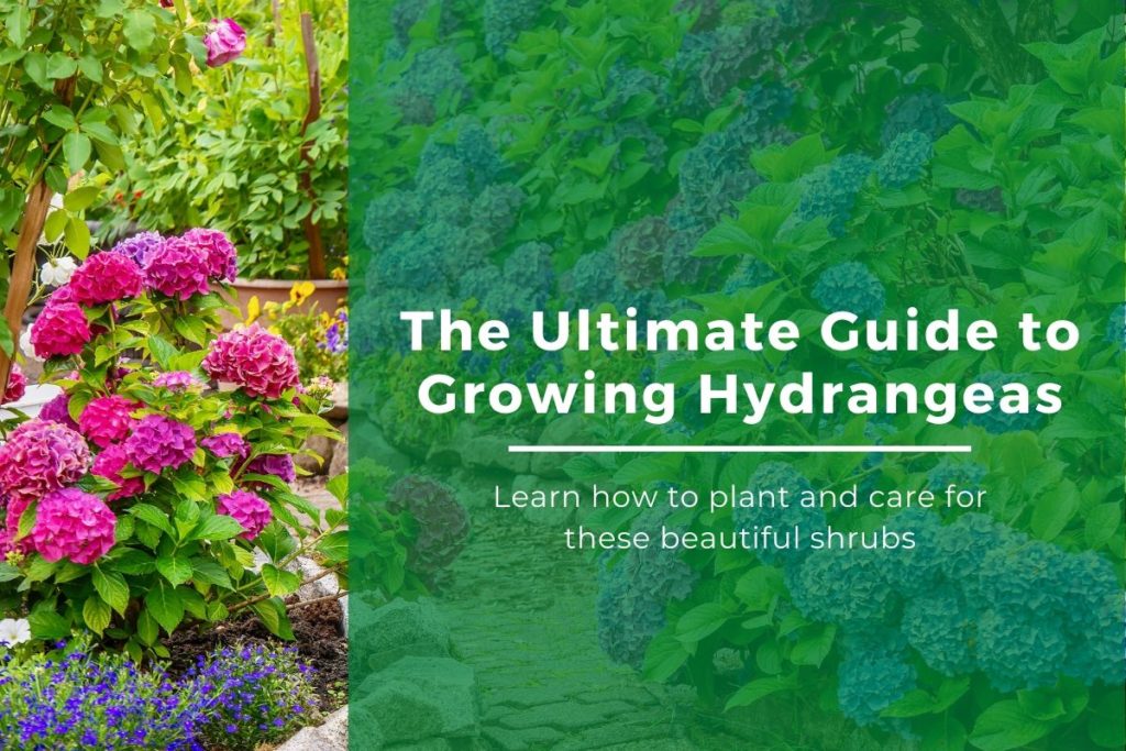 The Ultimate Guide to Planting (and Growing) Hydrangeas