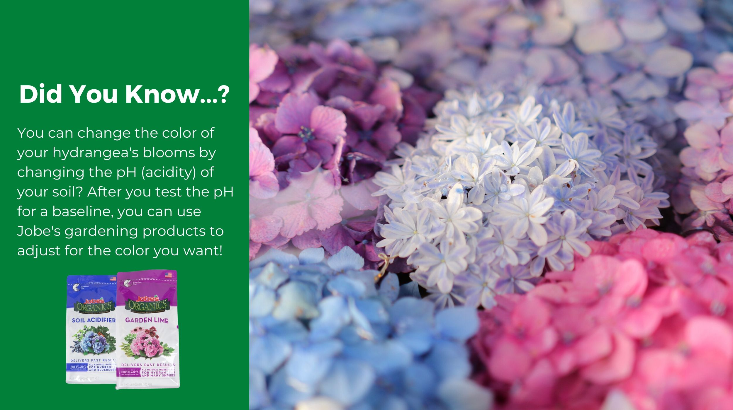 Edible Flowers and How to Grow Them - The Homespun Hydrangea