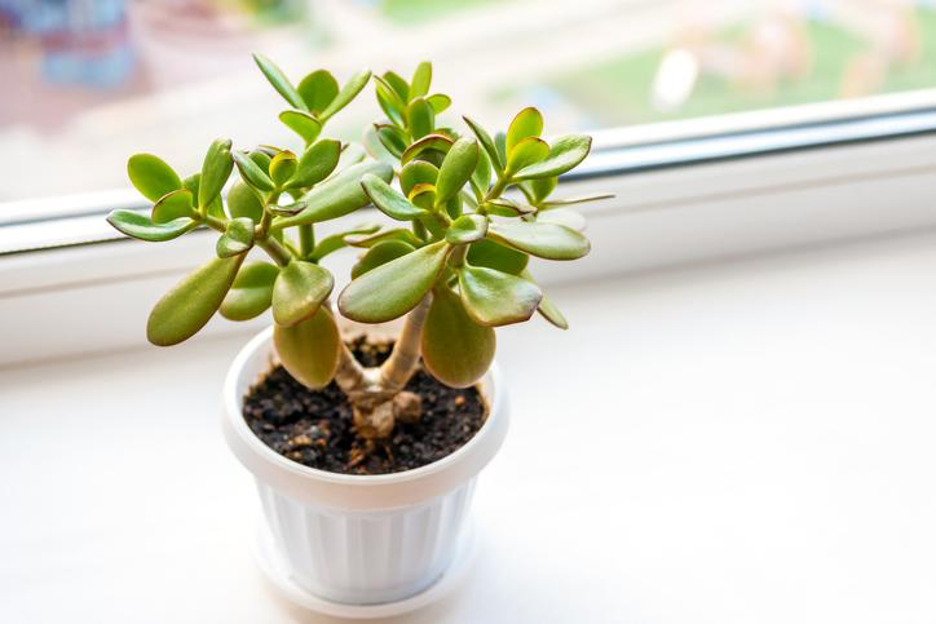 7 Fun Succulents and How to Care for Them - Jobe's Company
