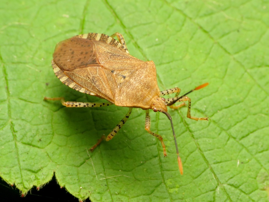 The Difference Between Squash Bugs Stink Bugs Jobe S Company   Squash Bug 