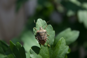 What’s the Difference Between Squash Bugs and Stink Bugs?