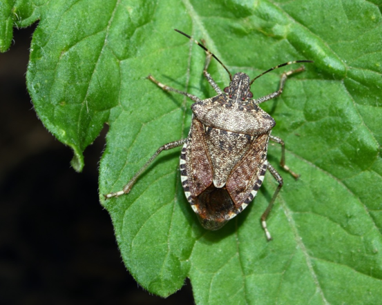 The Difference Between Squash Bugs & Stink Bugs - Jobe's Company