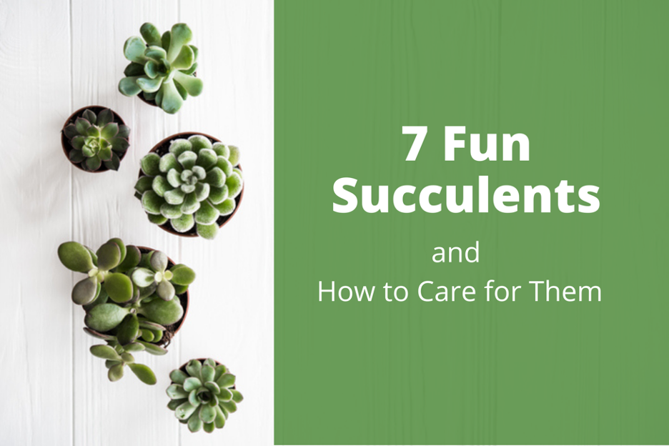 7 Fun Succulents and How to Care for Them