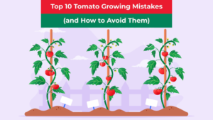 Top 10 Tomato Growing Mistakes (and How to Avoid Them)