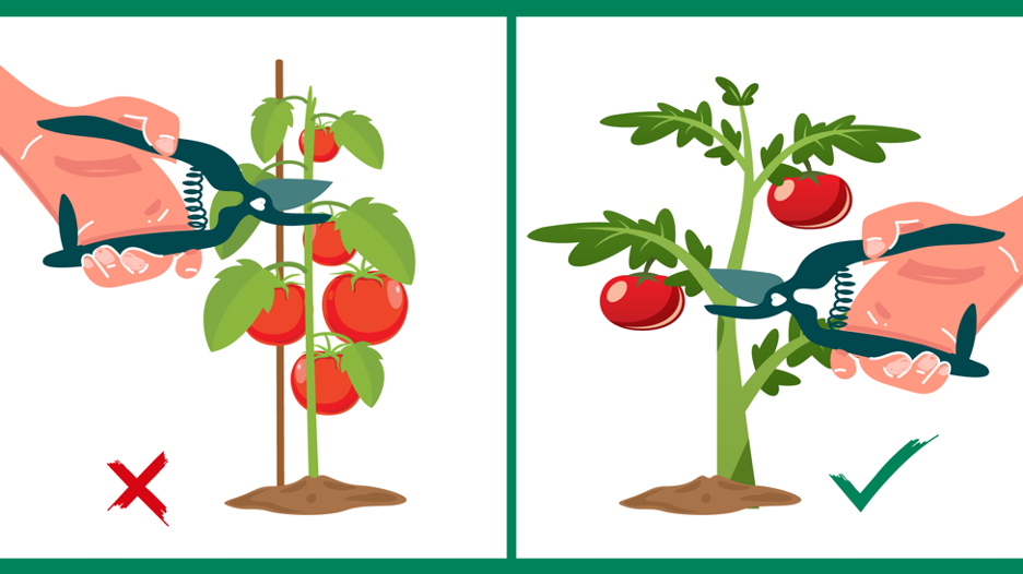the wrong and right way to prune a tomato plant, depending on its variety