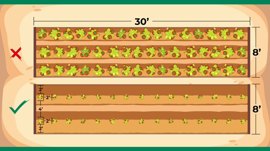 diagram showing how far apart gardeners should plant tomatoes