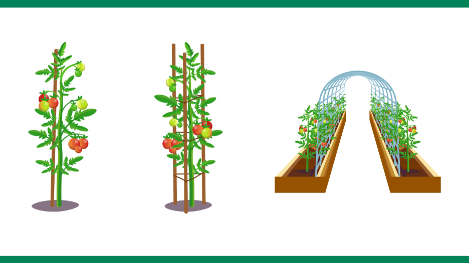 three different ways to support tomatoes through staking, caging, and trellising