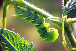 How to Identify and Prevent Hornworms in Your Tomato Garden